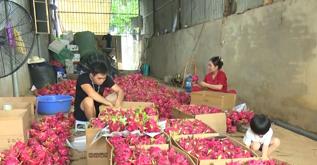 Quản trị vùng nguyên liệu nâng tầm thanh long Sơn La Quản trị vùng nguyên liệu nâng tầm thanh long Sơn La
