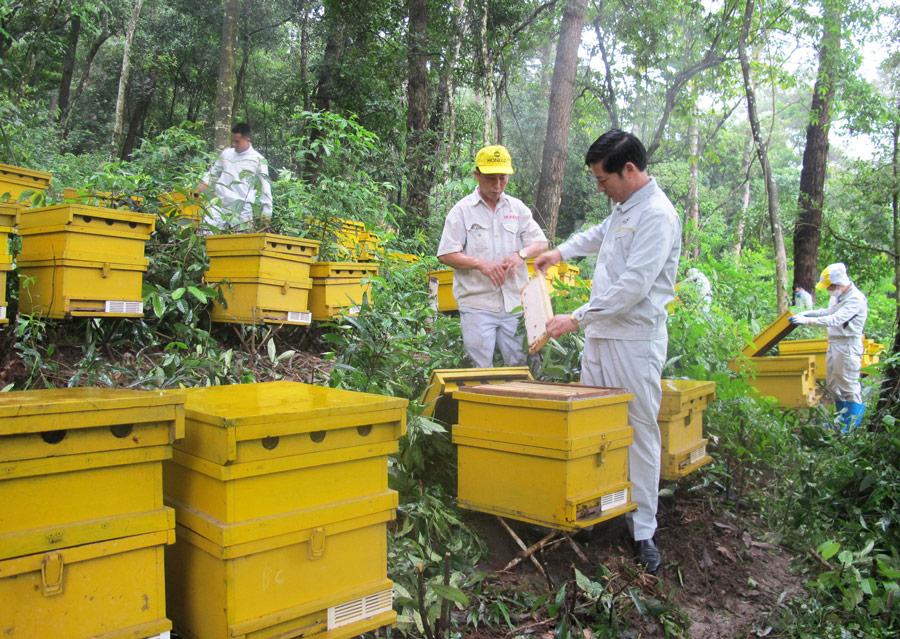 Phát triển sản phẩm mật ong Phú Thọ hướng tới thị trường lớn