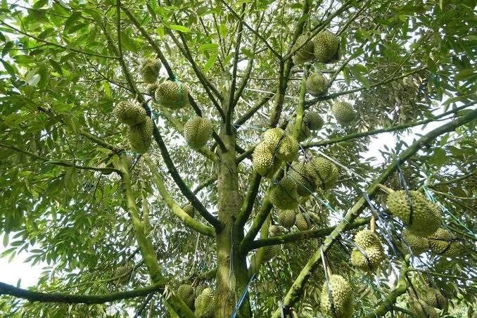 Phó Thủ tướng: Tập trung nguồn vốn tín dụng và hoàn thiện chính sách để thúc đẩy xuất khẩu bền vững Phó Thủ tướng: Tập trung nguồn vốn tín dụng và hoàn thiện chính sách để thúc đẩy xuất khẩu bền vững