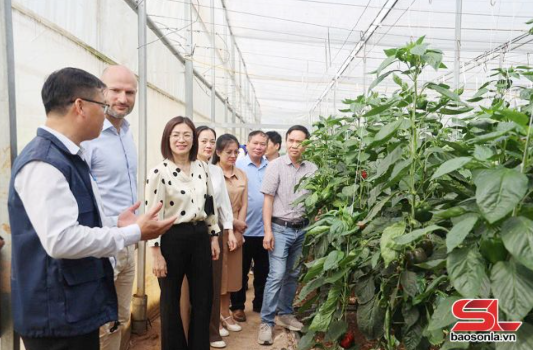 Nông nghiệp mở lối cho du lịch trải nghiệm Mộc Châu