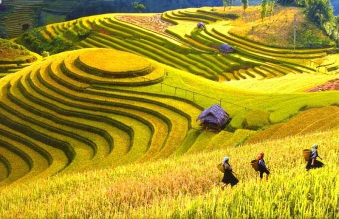 ruongbacthang4_1789979538.jpg