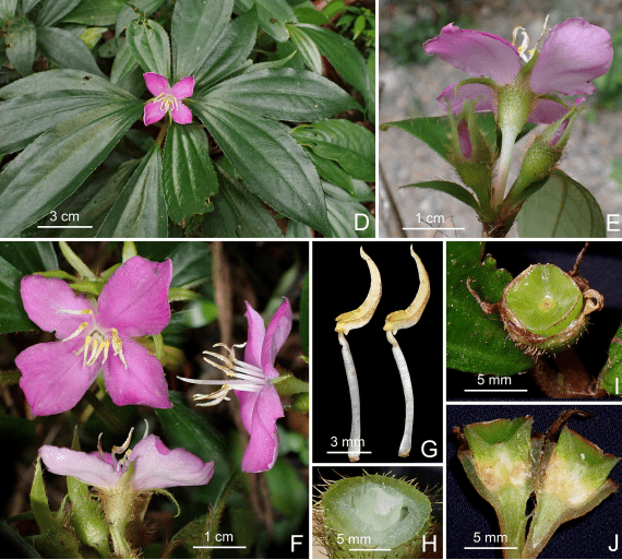 Phát hiện 2 loài thực vật mới ở Động Châu - Khe Nước Trong