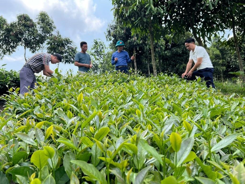 VietGAP nâng tầm giá trị chè trong dòng sản phẩm thiên nhiên