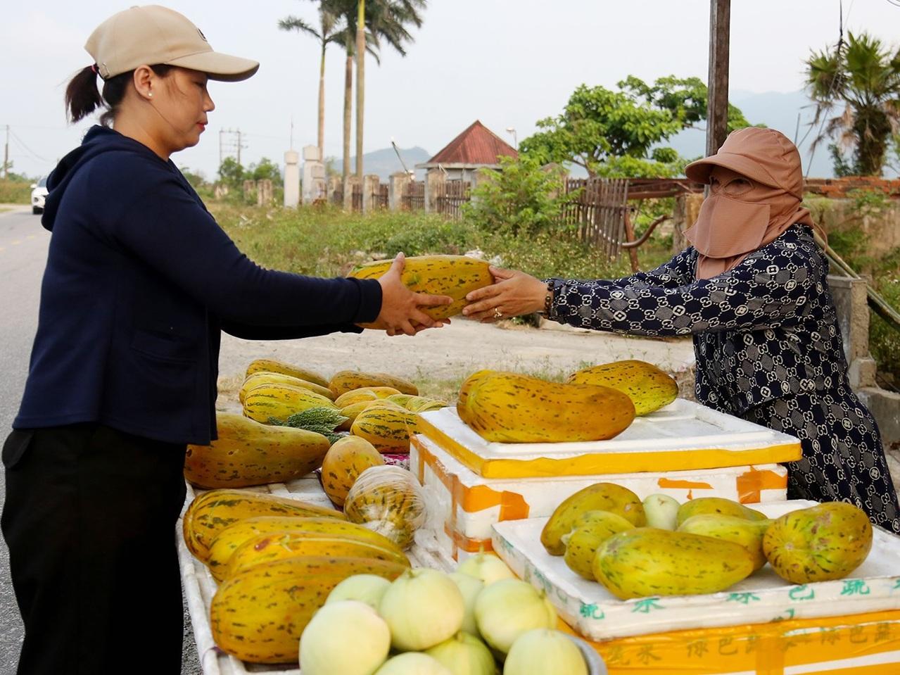 Nông dân Cổ Đạm trúng mùa dưa bở, giá cao thu lãi hàng chục triệu