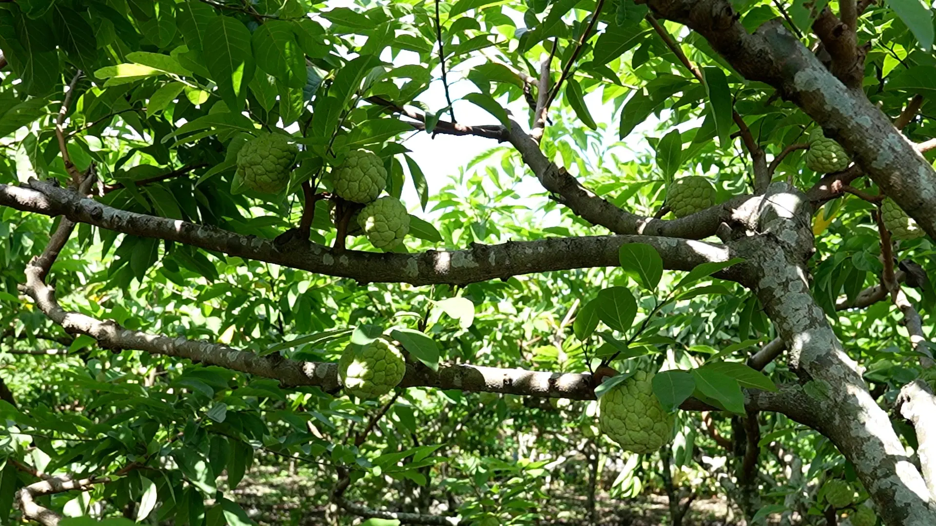 Sản xuất hữu cơ nâng tầm thương hiệu na Phú Long đạt chuẩn OCOP 4 sao