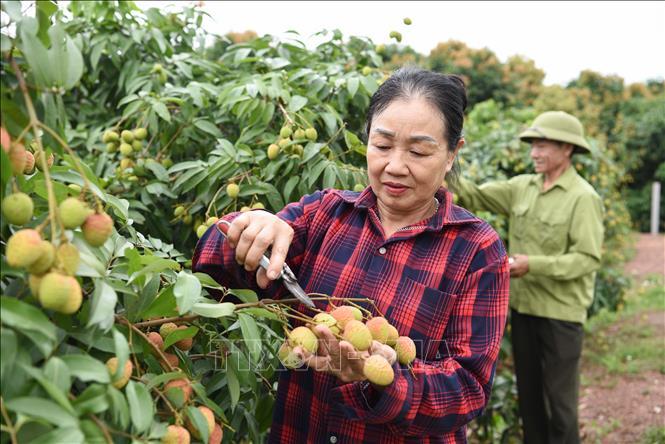 Giữ thương hiệu vải thiều bằng chất lượng và xuất khẩu chuyên nghiệp Giữ thương hiệu vải thiều bằng chất lượng và xuất khẩu chuyên nghiệp