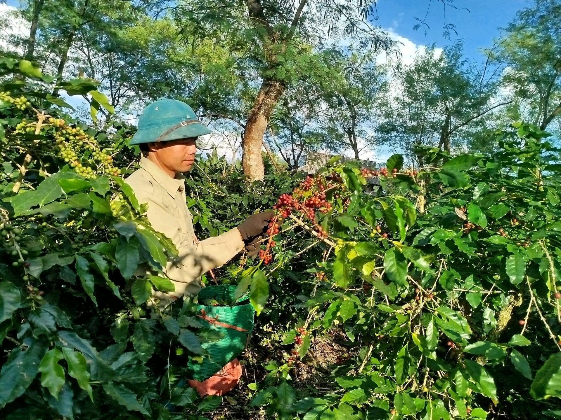 Hành trình xây dựng thương hiệu Arabica Điện Biên