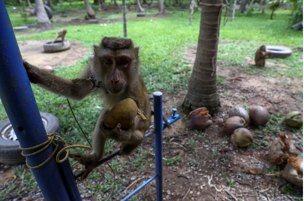 thailan7_1784693679.png
