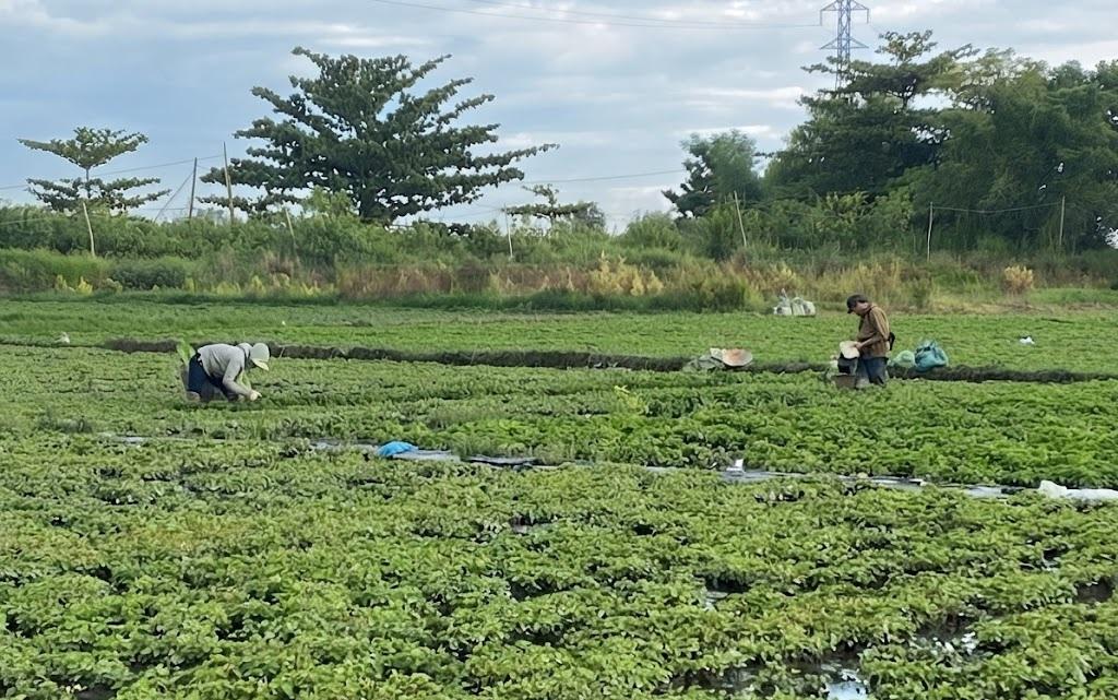 Trồng rau diếp cá cho nguồn thu cao hơn trồng lúa