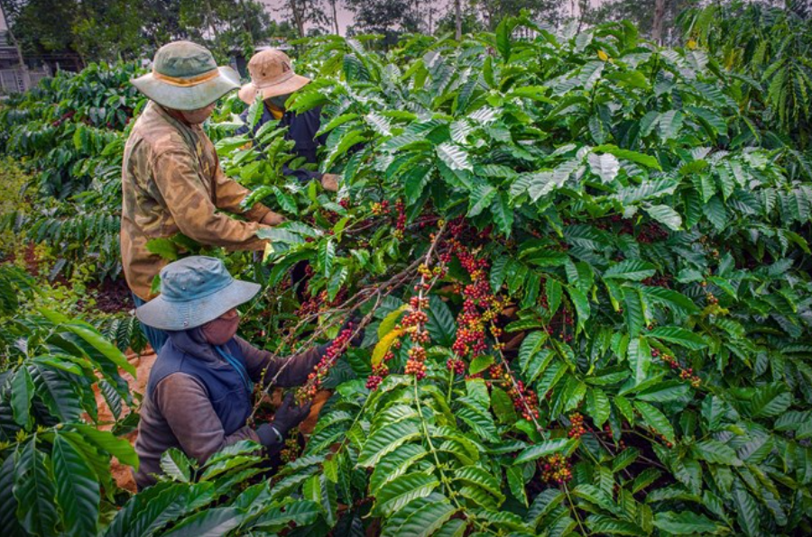 “Hộ chiếu” để cà phê Việt đi xa trong chuỗi giá trị xuất khẩu
