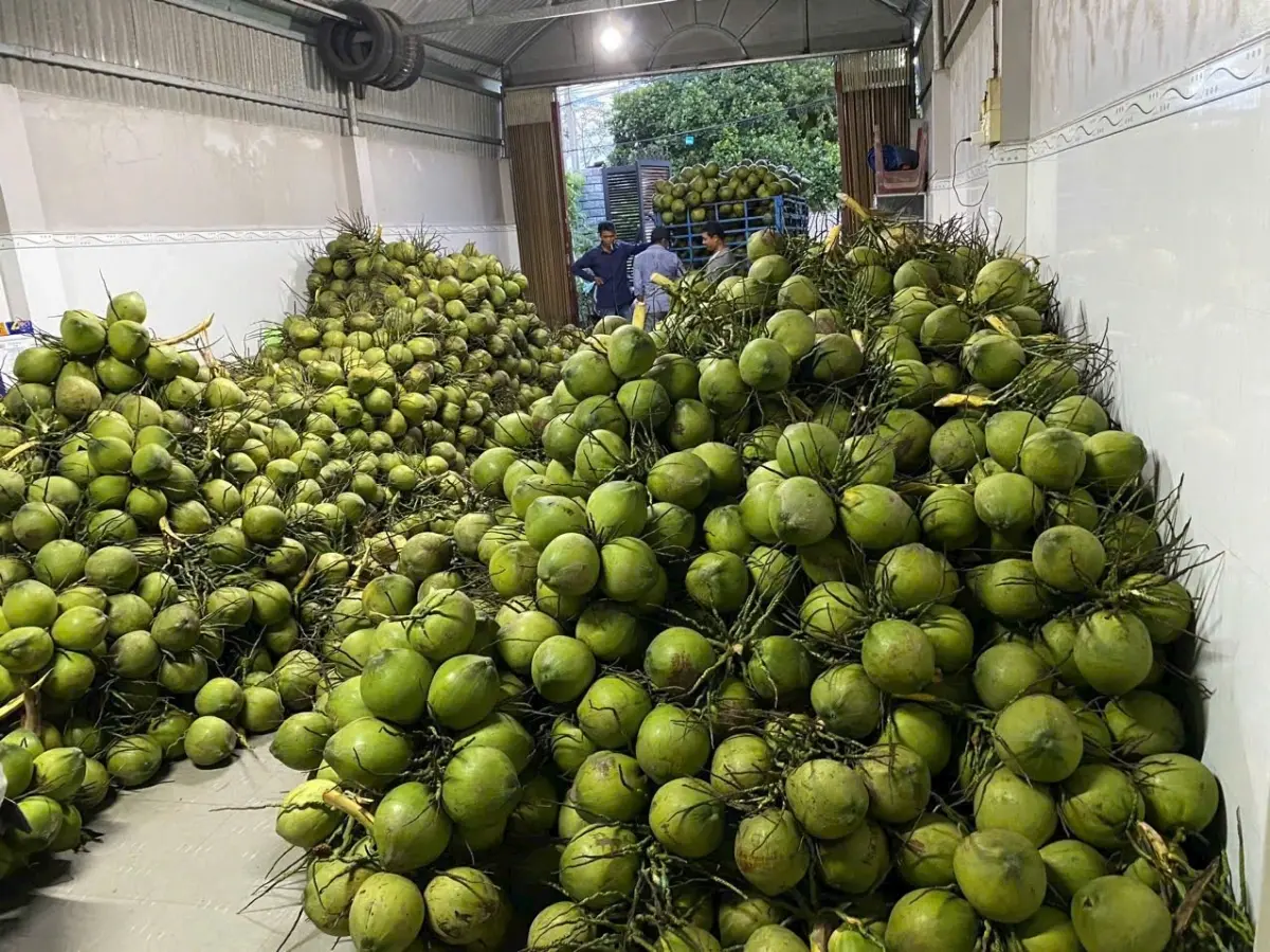 Xuất khẩu rau quả sang EU: Vì sao tăng gấp 3 nhưng không “nóng”?