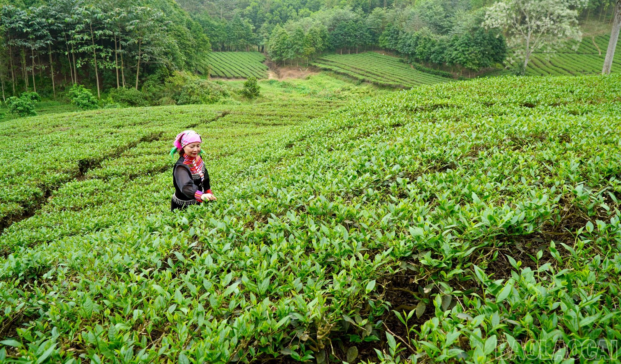 Búp chè xuân Lào Cai – Hương rừng trở thành đặc sản thượng hạng