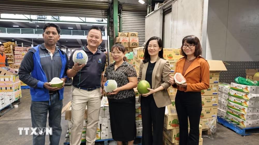 Bưởi Việt chính thức vào Australia: Dấu mốc mới trên hành trình chinh phục thị trường khó tính