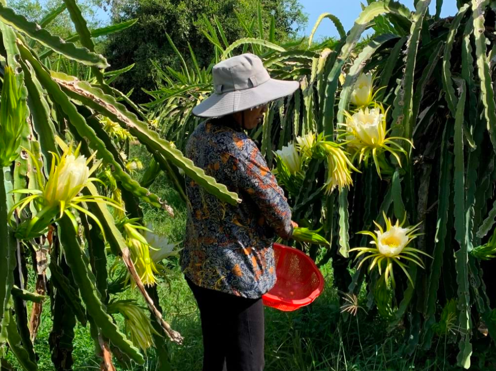 Đừng chỉ ăn quả, hoa thanh long cũng là “kho dinh dưỡng”