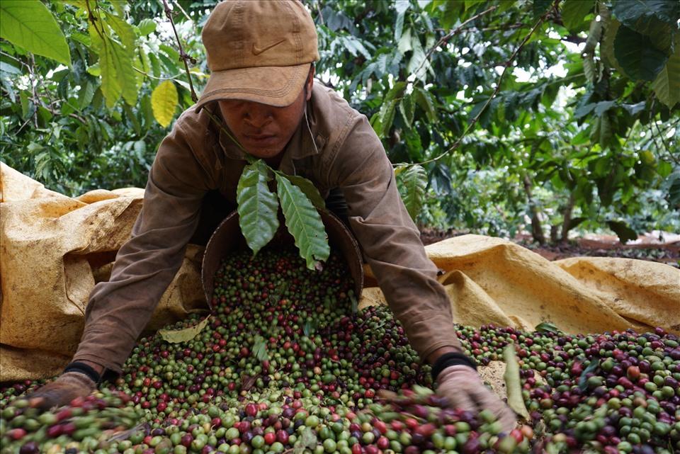 Các chuyên gia hiến kế nâng tầm giá trị cho cà phê Robusta Việt Nam từ gốc đến chế biến sâu