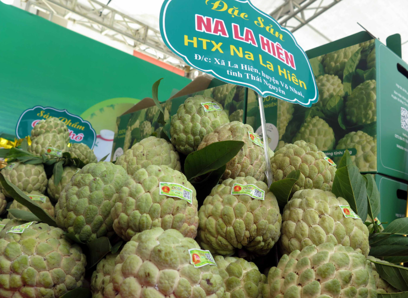 Hành trình đưa quả na đặc sản chinh phục thị trường