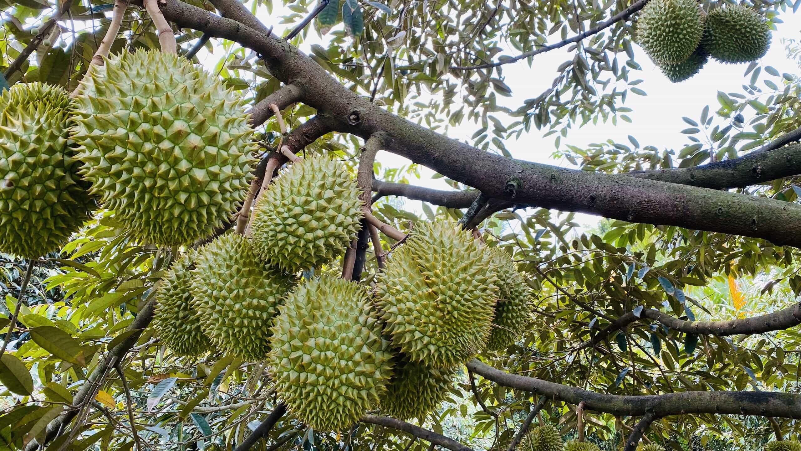 Sầu riêng vào vụ, giá tăng sau Tết: Cơ hội ngắn hạn của ngành hàng tỷ USD Sầu riêng vào vụ, giá tăng sau Tết: Cơ hội ngắn hạn của ngành hàng tỷ USD