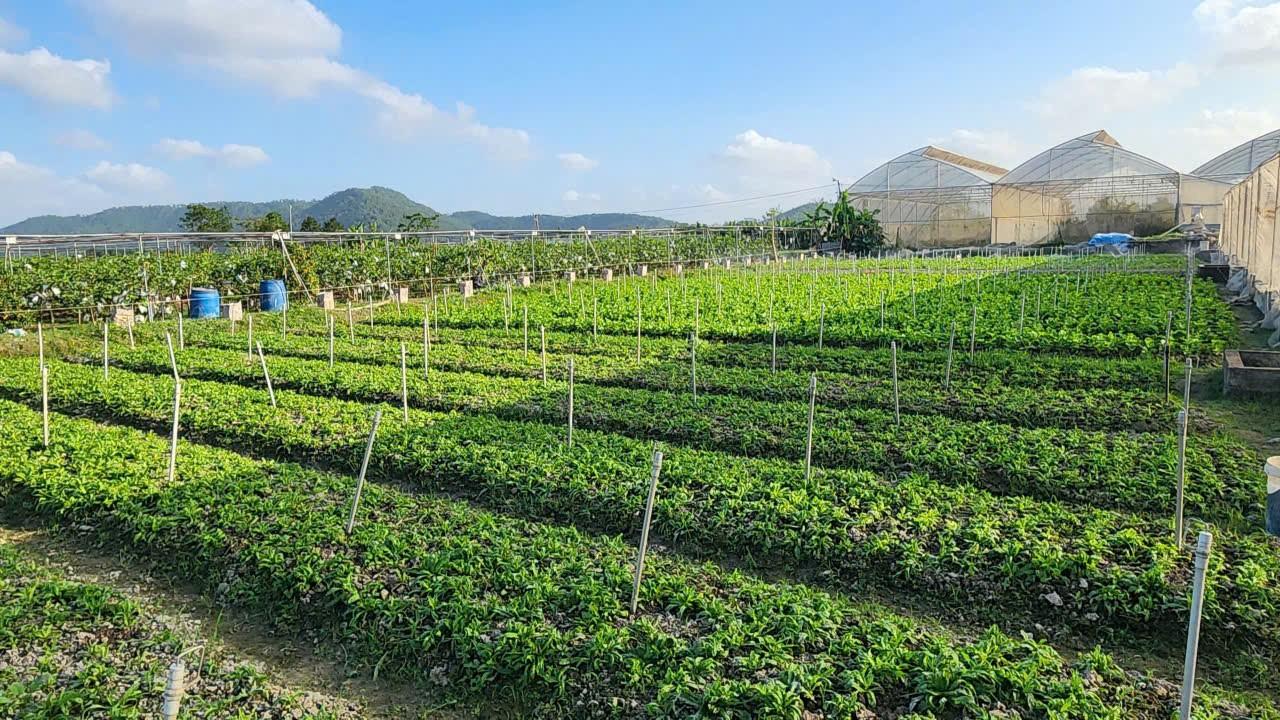 Thanh Hóa: Khi nông nghiệp trở thành “trải nghiệm sống” của du lịch hiện đại