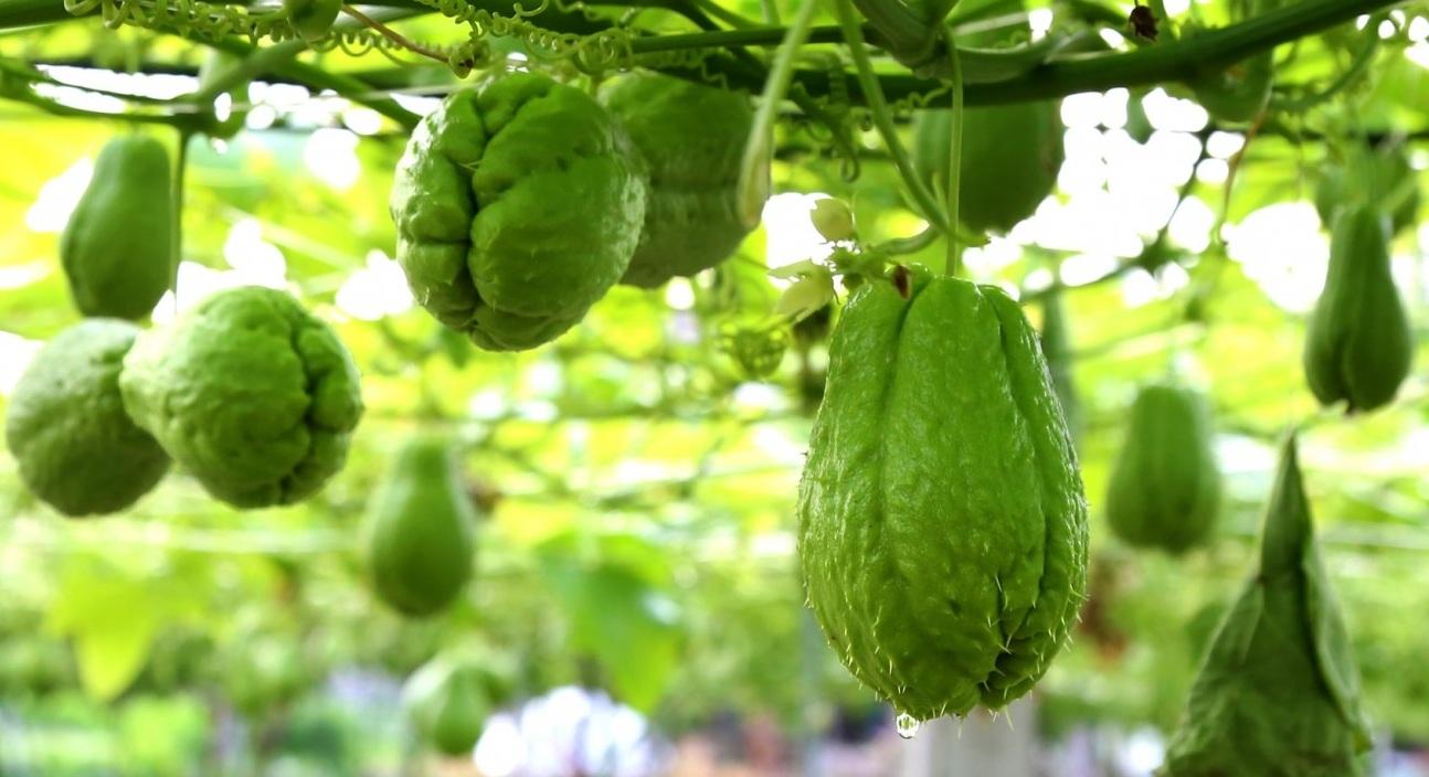 Thủ phủ su su Nghệ An vào vụ, nông sản xanh được mùa tiêu thụ mạnh