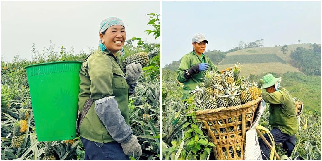 Dứa Bản Lầu được mùa, giá cao, người dân phấn khởi thu hoạch