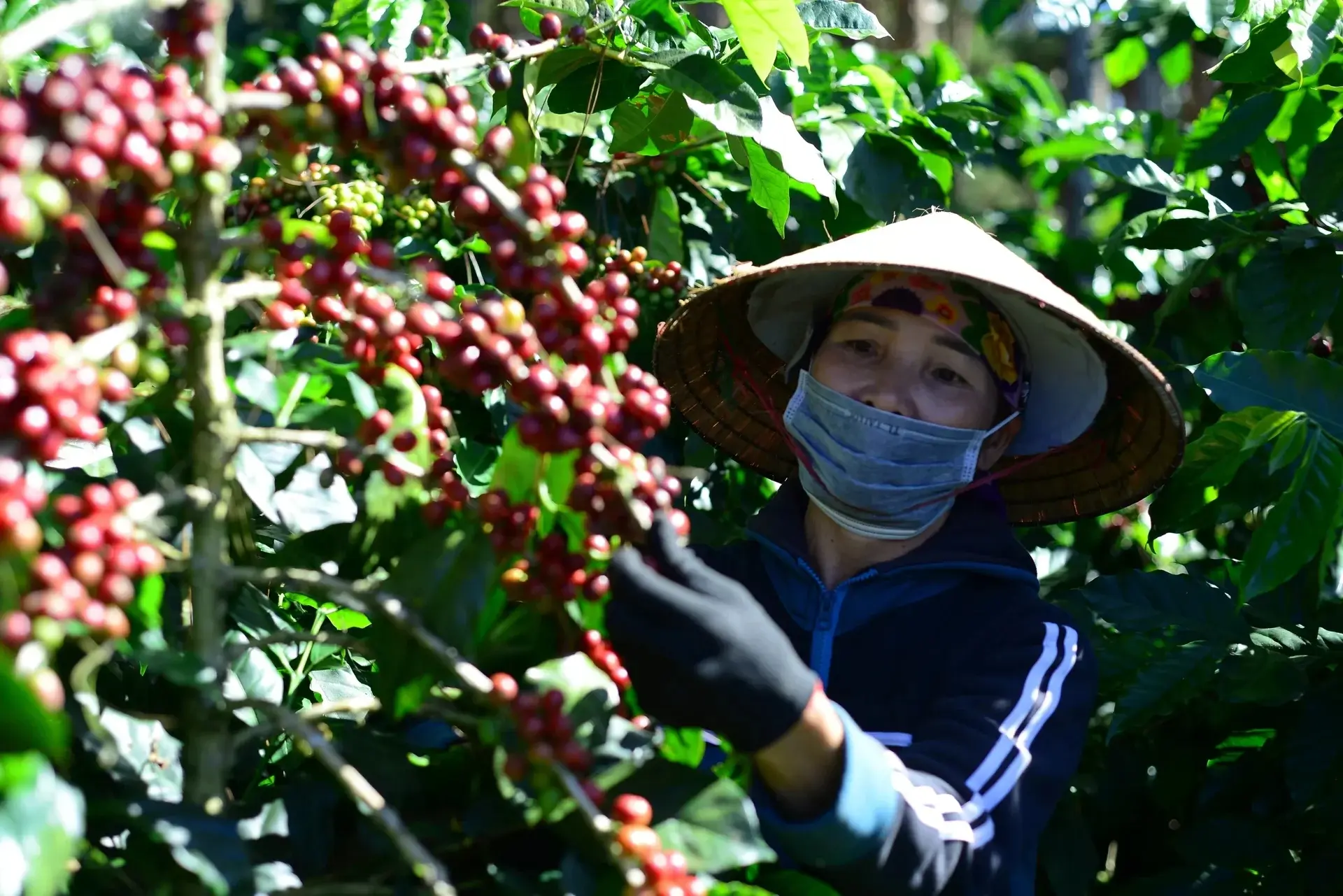 Xây nền dữ liệu vùng trồng cho nông sản bước vào sân chơi lớn Xây nền dữ liệu vùng trồng cho nông sản bước vào sân chơi lớn
