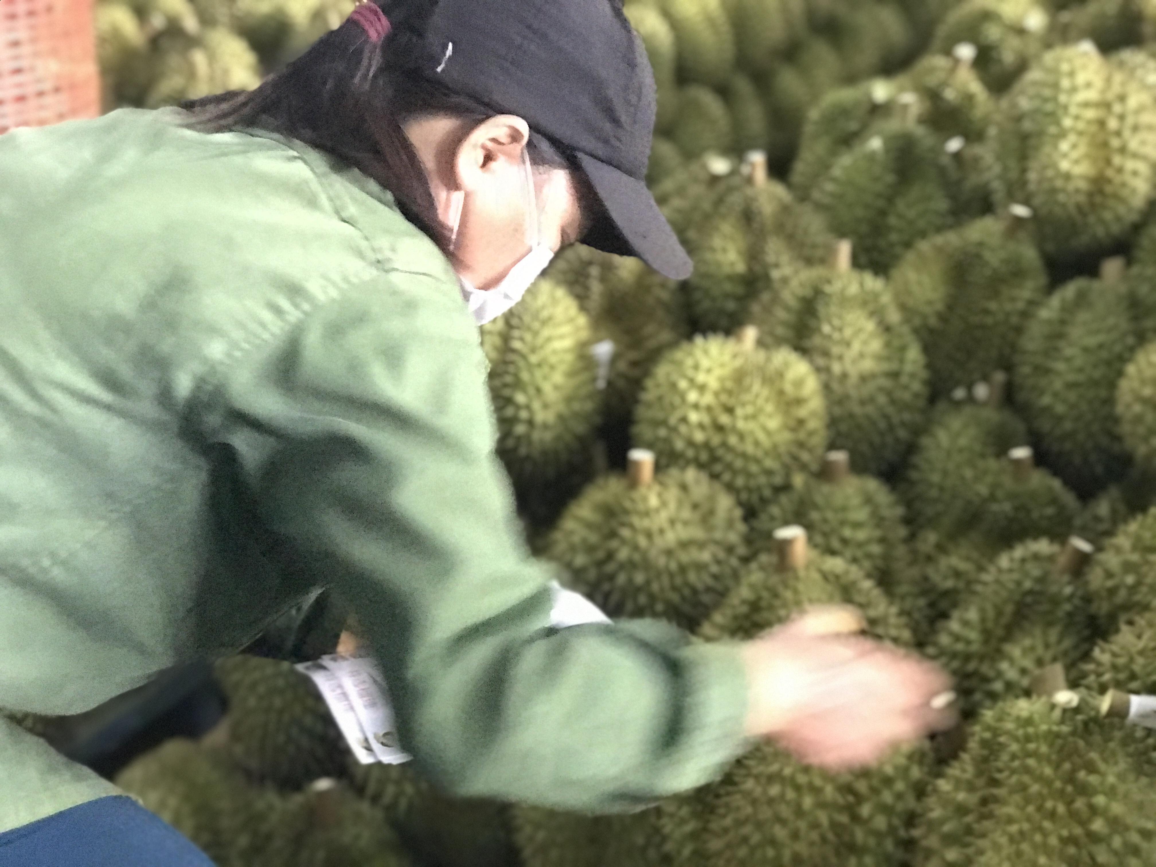 Gia Lai có thêm 90 mã số vùng trồng, 13 cơ sở đóng gói nông sản xuất khẩu