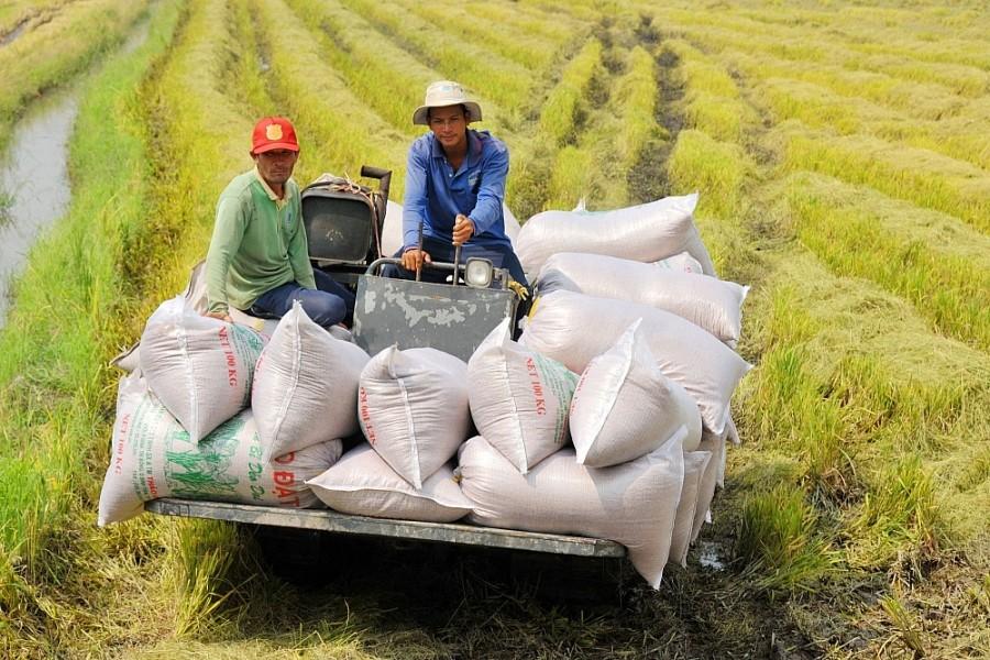Gạo Việt đón cơ hội từ biến động cung cầu thế giới