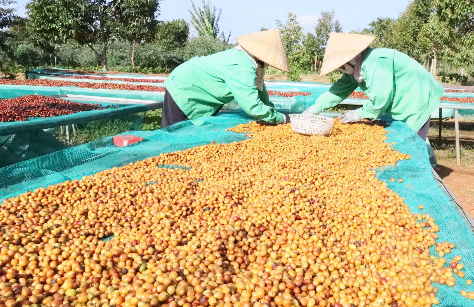 Đặc sản Đắk Lắk: Hành trình nâng tầm giá trị Đặc sản Đắk Lắk: Hành trình nâng tầm giá trị