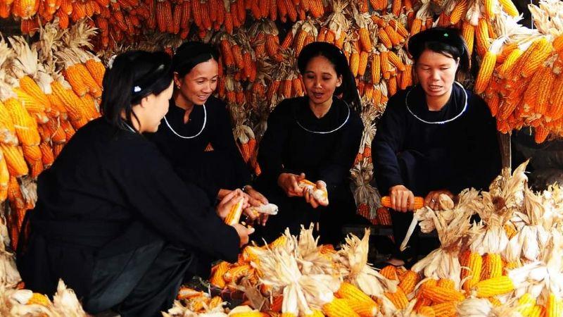 doc-la-ngoi-lang-du-lich-mien-dong-bac-tat-ca-nha-dan-deu-chung-1-huong-202303211136363643_1784881013.jpg