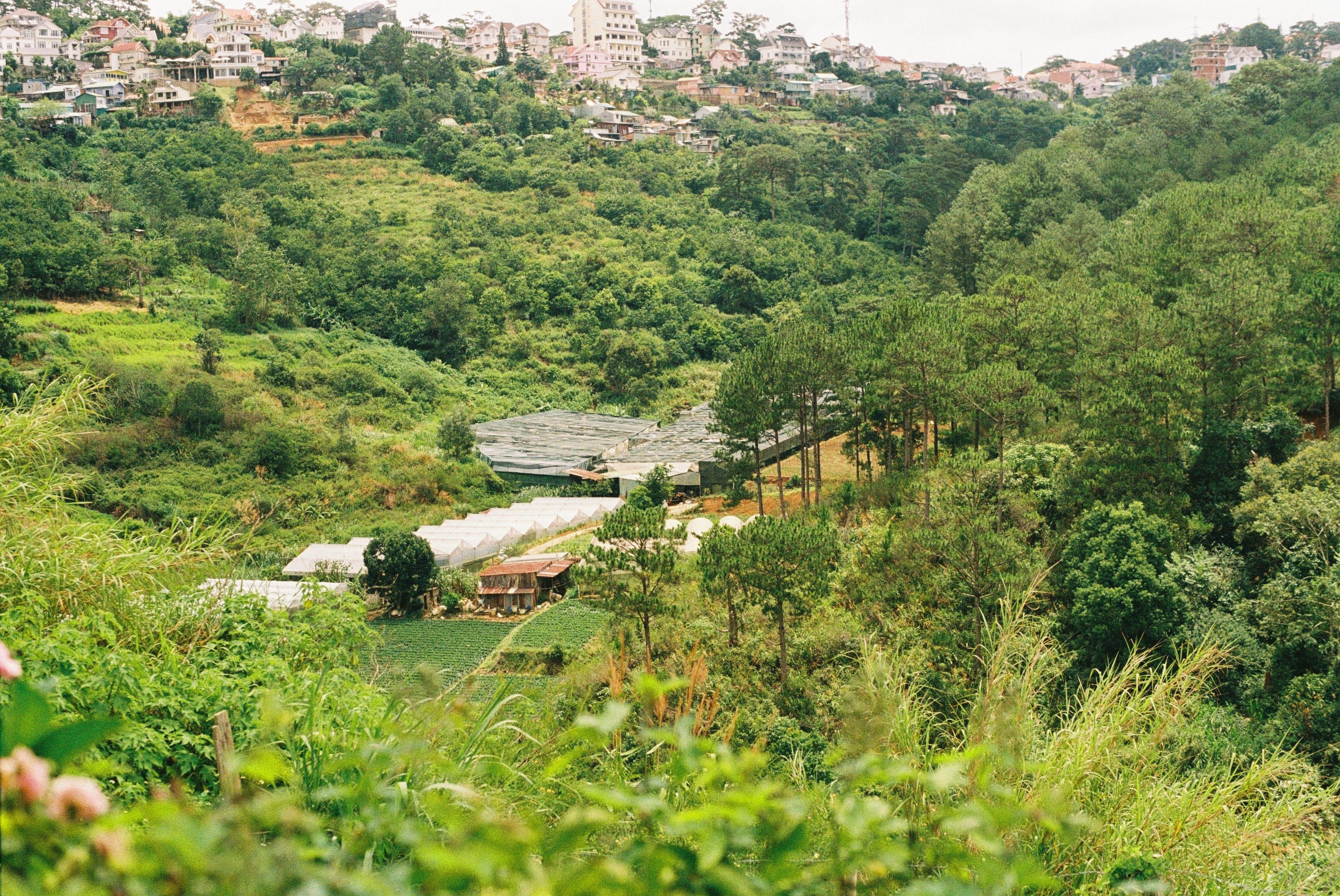 lamdong4_1784860153.jpg