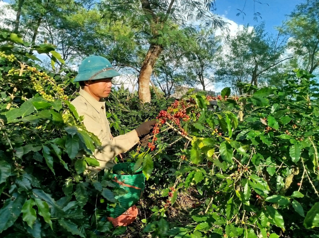 Công nghệ chế biến nâng tầm giá trị nông sản Điện Biên