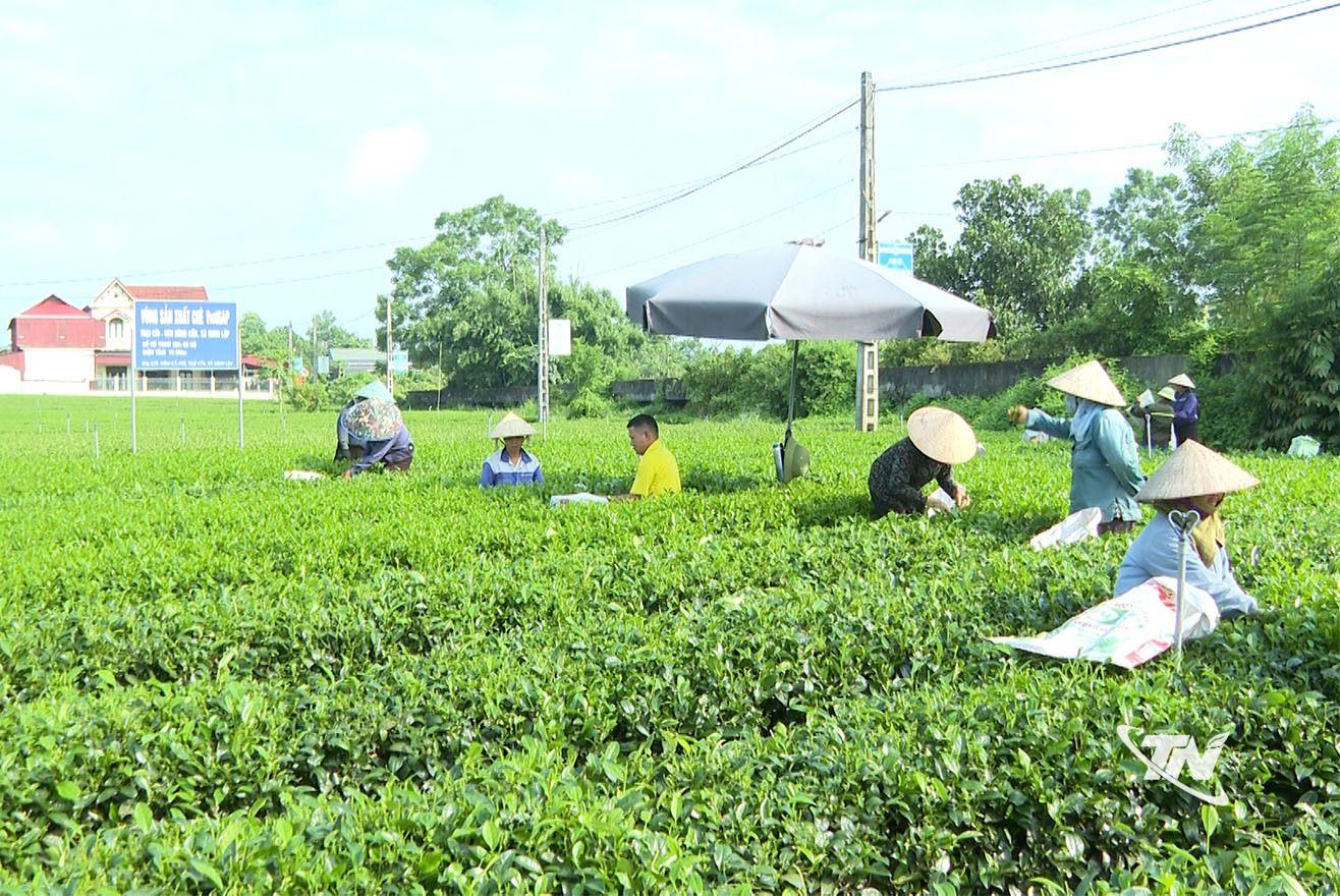 Sức bật chuyển đổi số từ những vùng chè nguyên liệu tiêu biểu