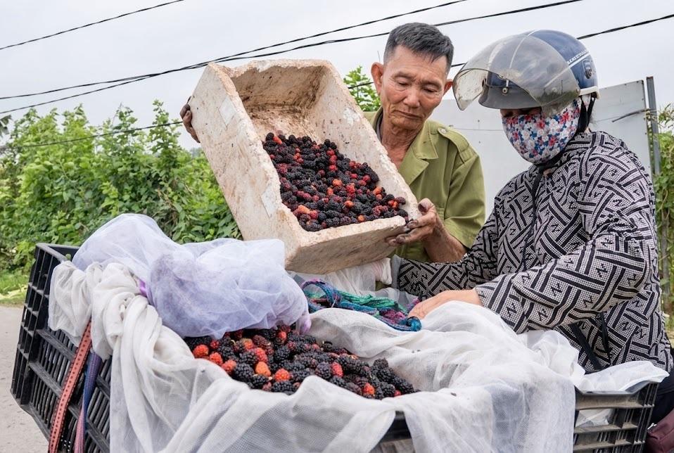 Mùa dâu tằm Hát Môn bội thu, nông dân phấn khởi thu nhập tăng vọt