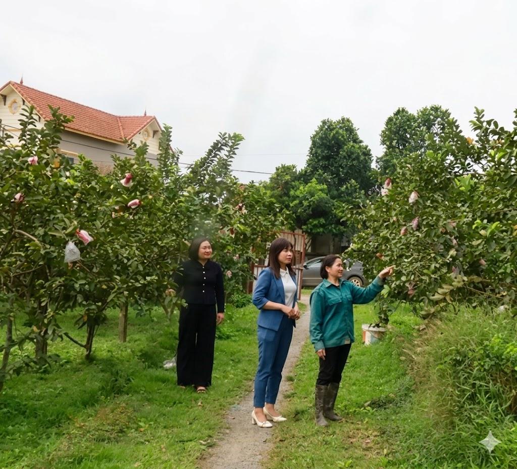 Khát vọng đưa thương hiệu ổi Tân Hòa chuẩn VietGAP vươn xa Khát vọng đưa thương hiệu ổi Tân Hòa chuẩn VietGAP vươn xa
