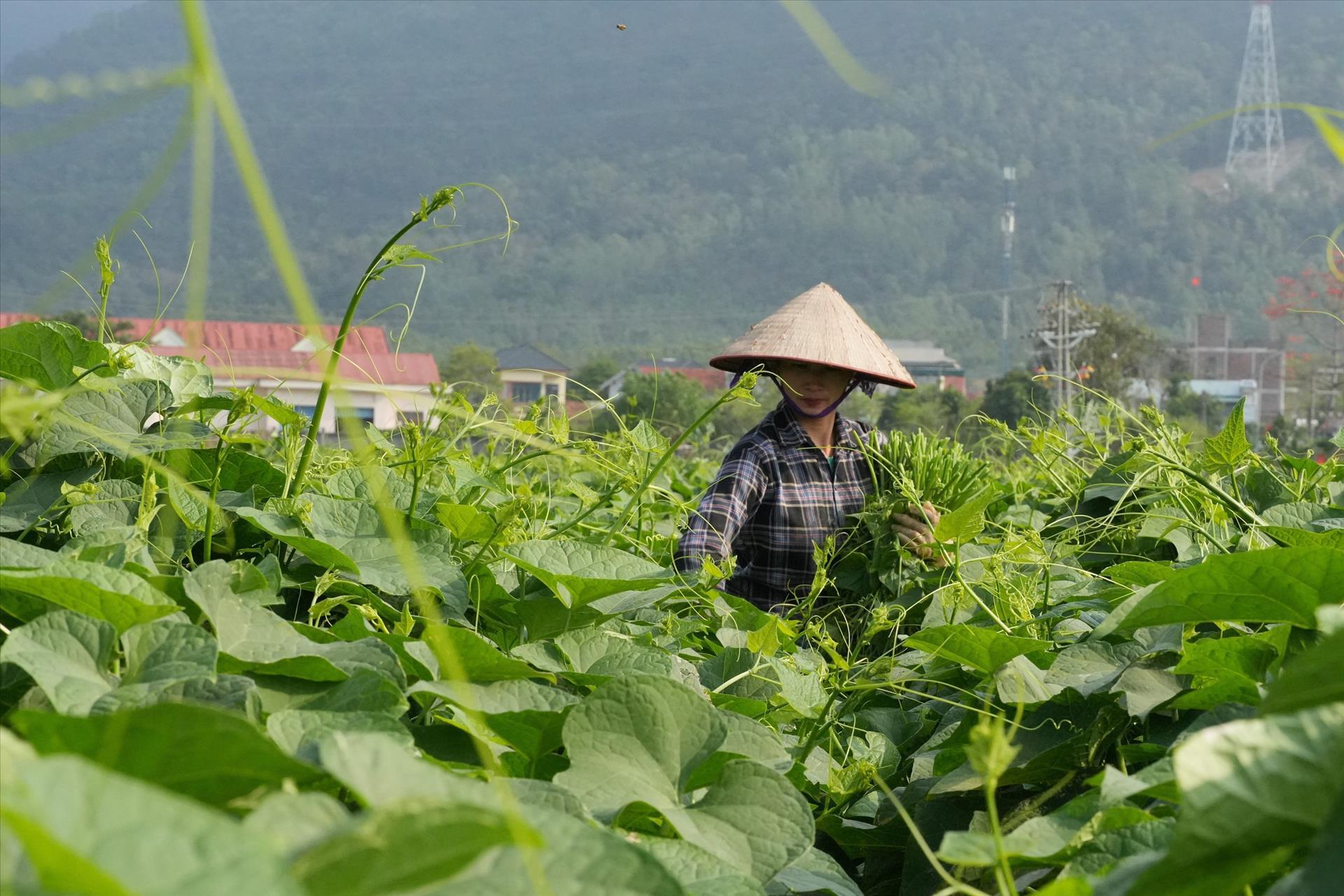 Trồng su su chất lượng cao, nông dân Tam Đảo thu về gần 200 triệu đồng/ha/năm