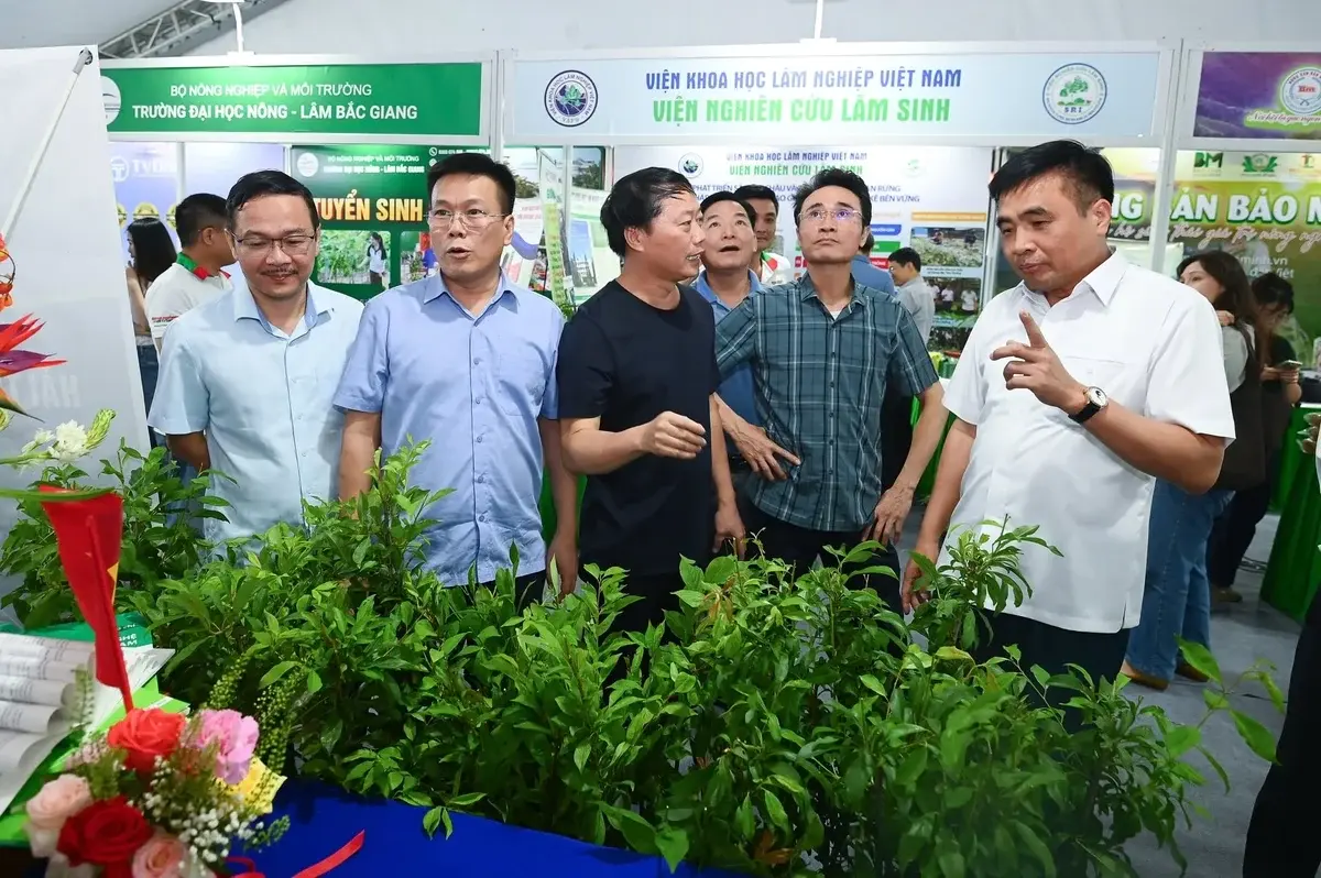 Lai Châu đánh thức tiềm năng dược liệu, sâm thành trụ cột nông nghiệp xanh