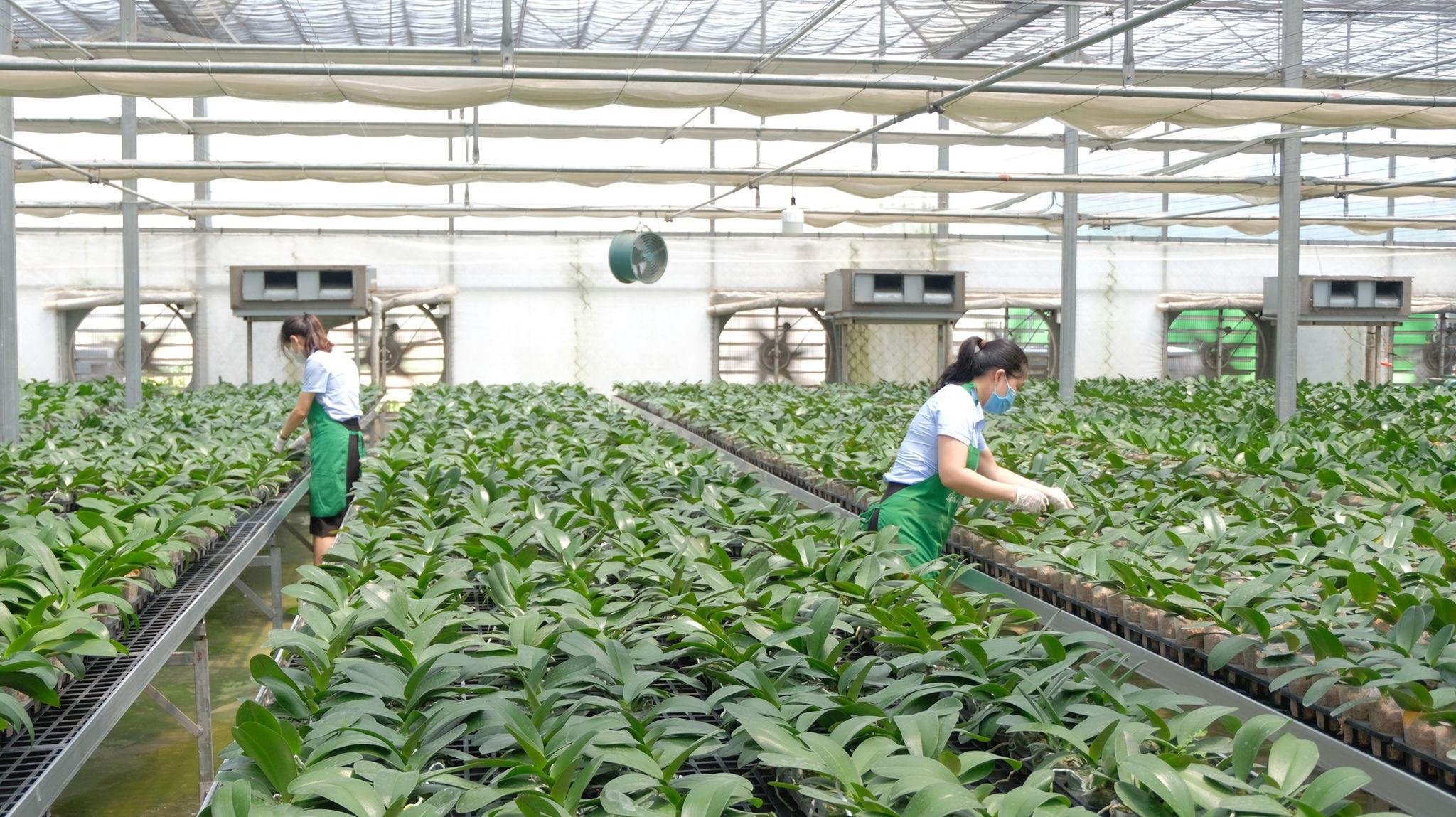 Hà Nội tăng tốc nông nghiệp giá trị cao trong những tháng cuối năm