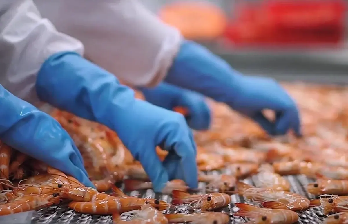 Xuất khẩu tôm Việt Nam đón tín hiệu vui từ hai thị trường lớn nhất Xuất khẩu tôm Việt Nam đón tín hiệu vui từ hai thị trường lớn nhất