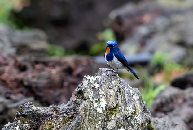 Nâng hạng Khu bảo tồn thiên nhiên Bát Xát thành Vườn quốc gia Nâng hạng Khu bảo tồn thiên nhiên Bát Xát thành Vườn quốc gia
