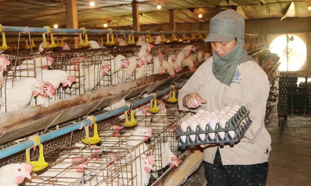 Tái cơ cấu ngành chăn nuôi: Giảm phụ thuộc đầu vào để nâng sức cạnh tranh