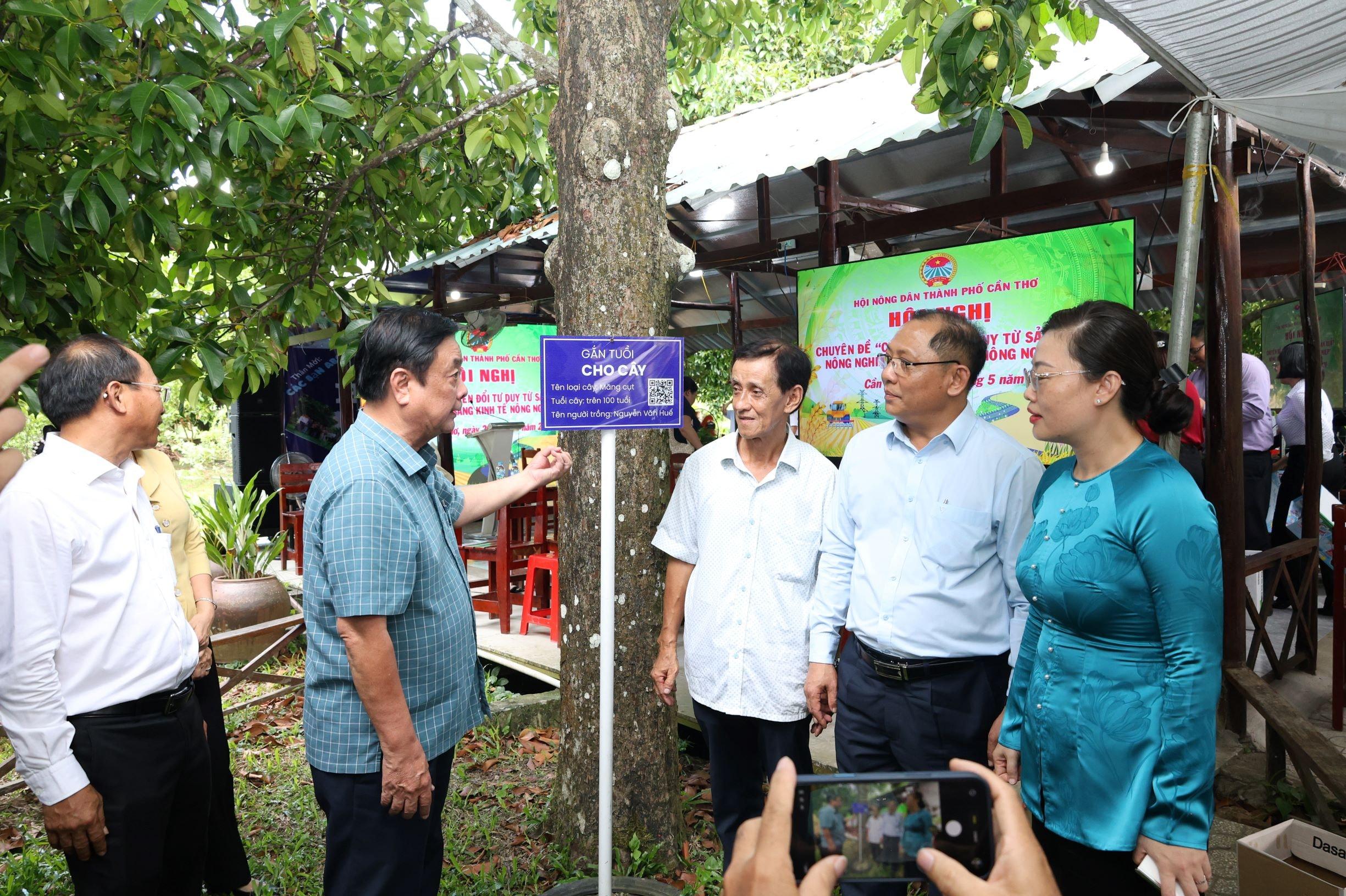 Bán trái măng cụt chỉ khá lên thôi chứ không giàu