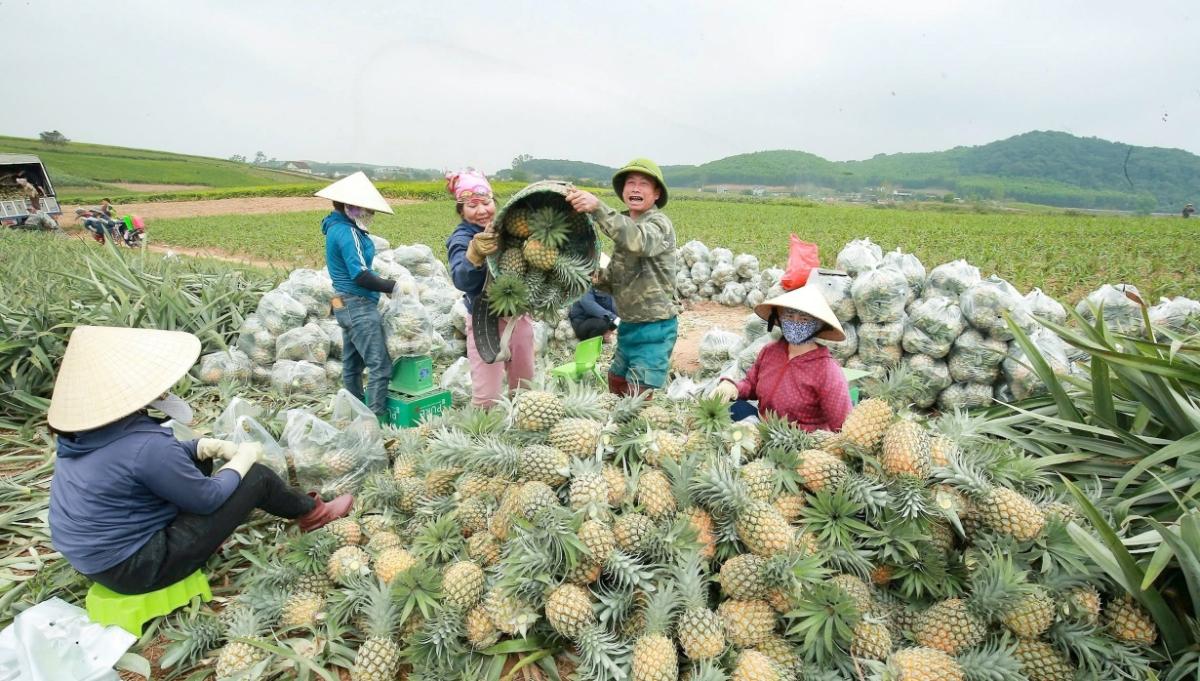 Nông sản Việt trước làn sóng điều tra phòng vệ thương mại: Chuyển từ "phòng ngự" sang "chủ động"