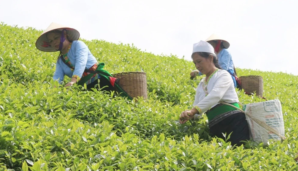 Từ vùng nguyên liệu đến hành trình đưa nông sản Phú Thọ đi xa