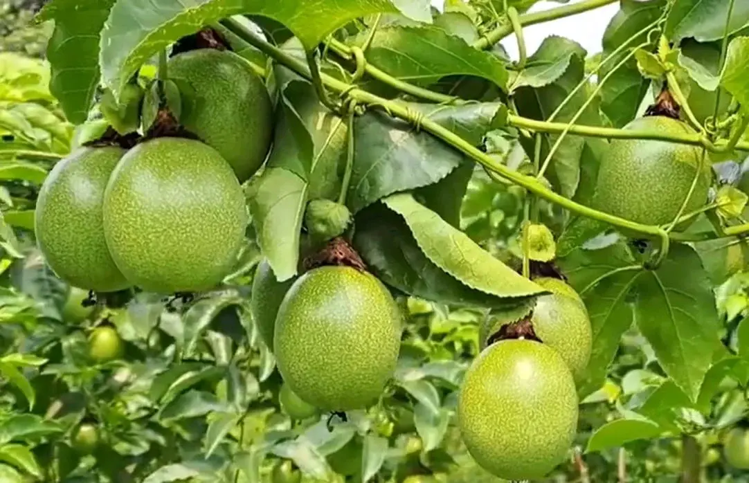 Nông sản Việt trước áp lực kiểm soát dư lượng thuốc bảo vệ thực vật của EU Nông sản Việt trước áp lực kiểm soát dư lượng thuốc bảo vệ thực vật của EU