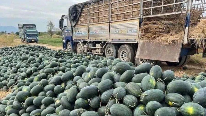 Nỗ lực gỡ khó cho giá nông sản Nỗ lực gỡ khó cho giá nông sản