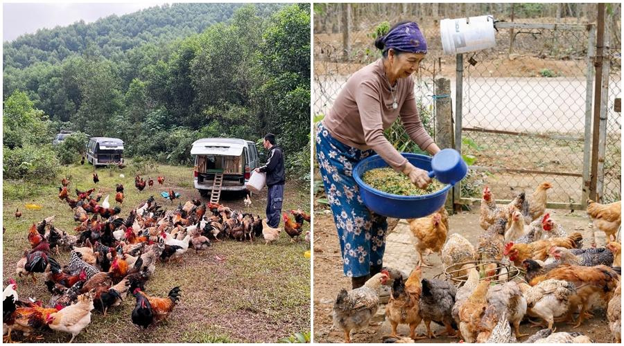 Giống gà nhiều cựa trở thành sinh kế của người dân Tân Sơn Giống gà nhiều cựa trở thành sinh kế của người dân Tân Sơn