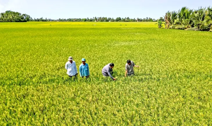 Cà Mau: Tổ chức hội thảo kết nối sản xuất, tiêu thụ ngành hàng lúa gạo