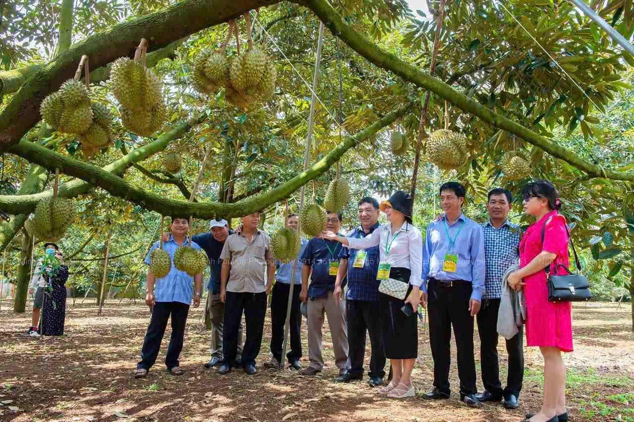 Lễ hội sầu riêng Đắk Lắk 2026 kỳ vọng hút 300.000 lượt khách