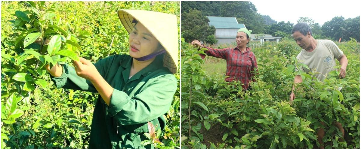 Bỏ phố về quê, nông dân “hồi sinh” cây bản địa thành dược liệu đạt OCOP