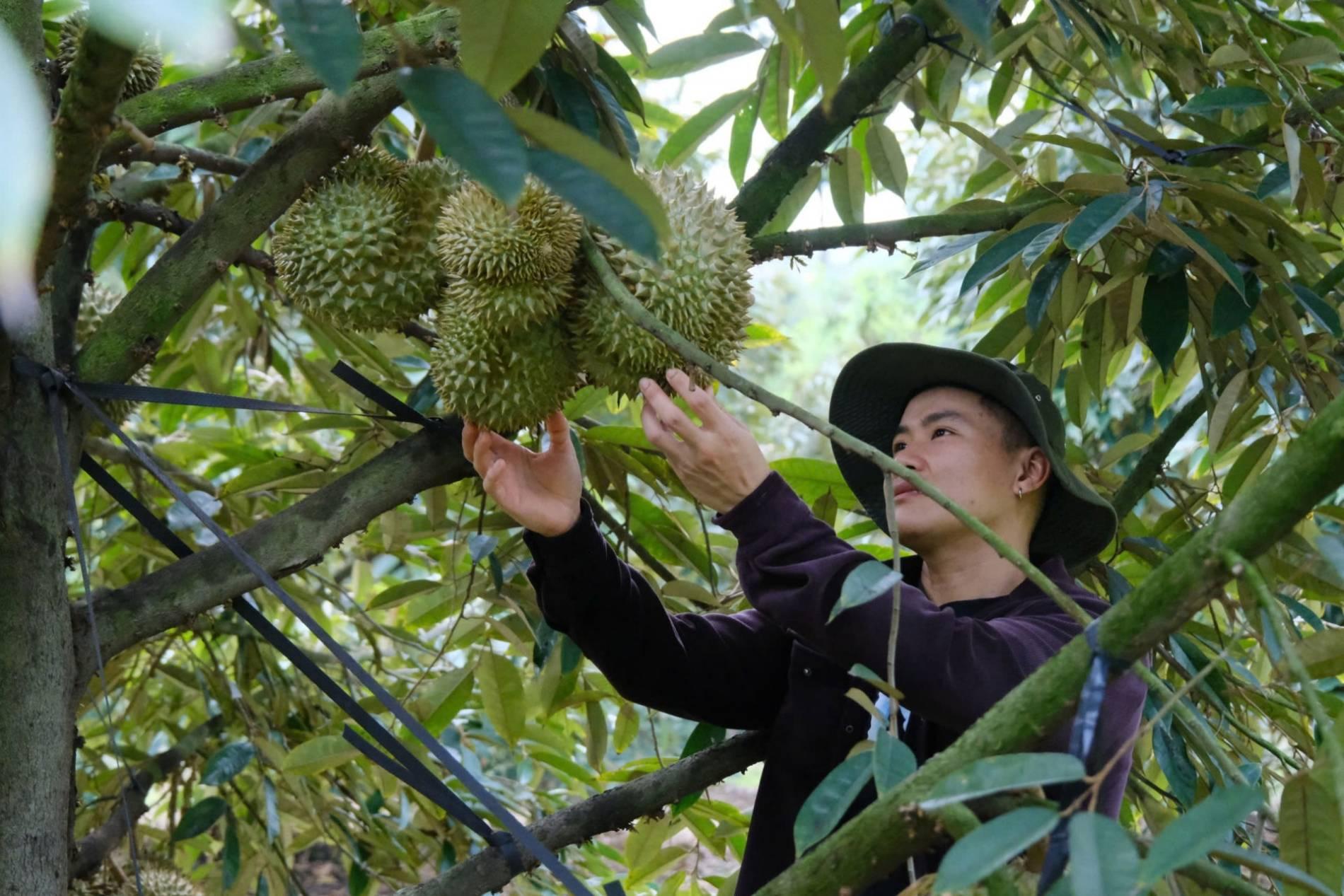 Quản lý mã số vùng trồng trước áp lực xuất khẩu sầu riêng